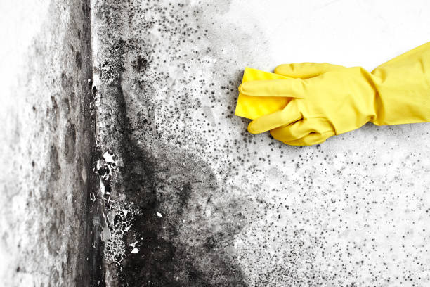 Best Toxic Mold Removal  in Lenoir City, TN
