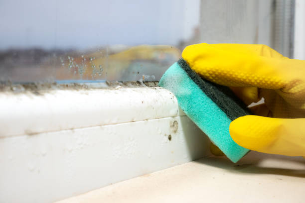 Best Fast Mold Removal  in Lenoir City, TN