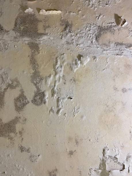 Trusted Lenoir City, TN Mold Removal Experts