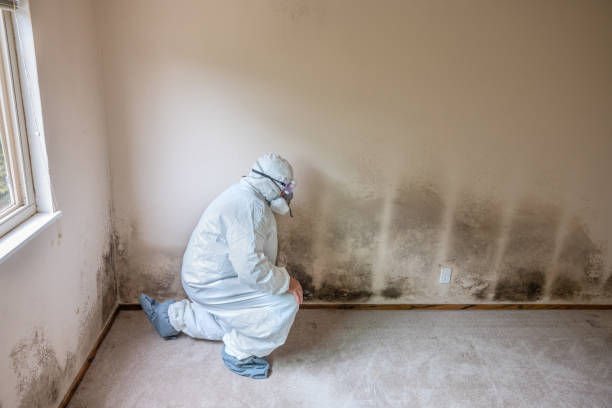 Best Commercial Mold Removal  in Lenoir City, TN